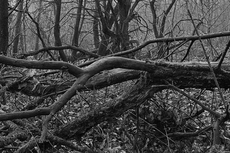 Иллюстрация к книге — Вокруг света [i_130.jpg]