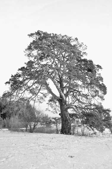 Иллюстрация к книге — Вилы [i_118.jpg]