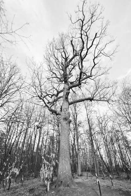 Иллюстрация к книге — Вилы [i_150.jpg]