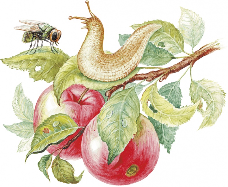 Иллюстрация к книге — Приключение Муравьишки (сборник) [i_012.jpg]