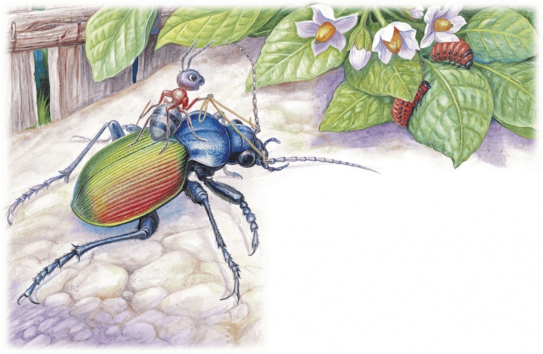 Иллюстрация к книге — Приключение Муравьишки (сборник) [i_022.jpg]