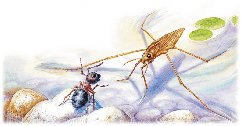 Иллюстрация к книге — Приключение Муравьишки (сборник) [i_025.jpg]