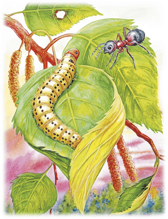 Иллюстрация к книге — Приключение Муравьишки (сборник) [i_027.jpg]