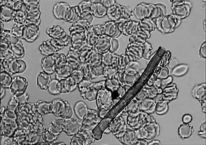 Иллюстрация к книге — Пациент Разумный. Ловушки "врачебной" диагностики, о которых должен знать каждый [i_006.jpg]