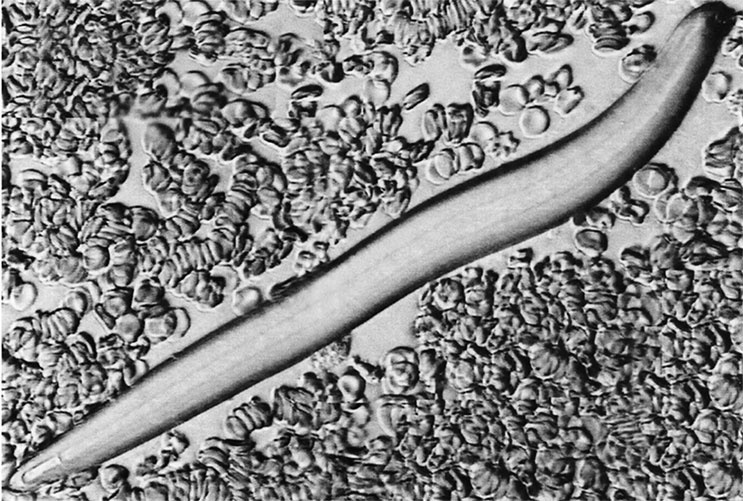 Иллюстрация к книге — Пациент Разумный. Ловушки "врачебной" диагностики, о которых должен знать каждый [i_007.jpg]