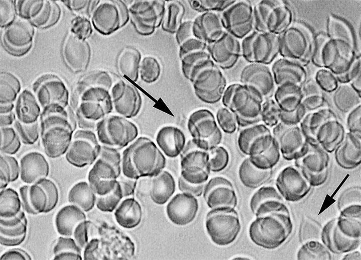 Иллюстрация к книге — Пациент Разумный. Ловушки "врачебной" диагностики, о которых должен знать каждый [i_008.jpg]