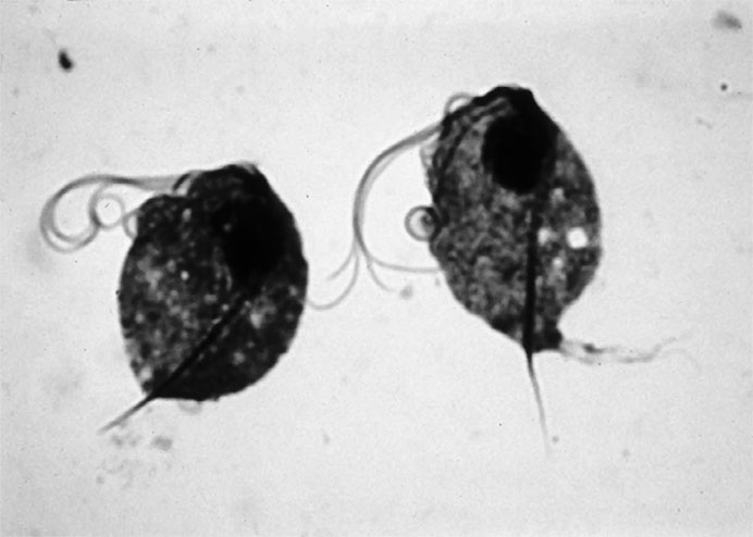 Иллюстрация к книге — Пациент Разумный. Ловушки "врачебной" диагностики, о которых должен знать каждый [i_009.jpg]