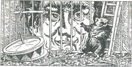 Иллюстрация к книге — Фредди и большой шурум-бурум [i_009.jpg]