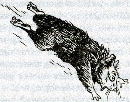 Иллюстрация к книге — Фредди и большой шурум-бурум [i_027.jpg]