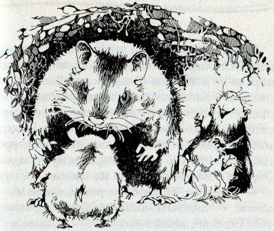 Иллюстрация к книге — Хомяк Фредди. Операция &quot;Х&quot; [i_013.jpg]