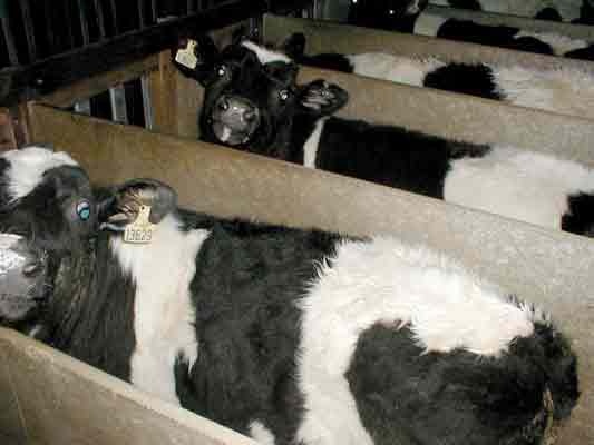 Иллюстрация к книге — Sapiens. Краткая история человечества [i_026.jpg]