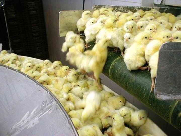 Иллюстрация к книге — Sapiens. Краткая история человечества [i_071.jpg]