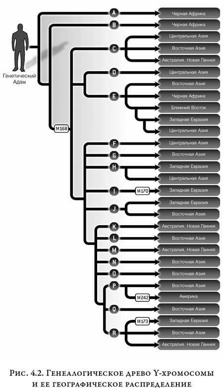 Иллюстрация к книге — На заре человечества. Неизвестная история наших предков [i_005.jpg]