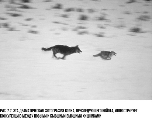 Иллюстрация к книге — Захватчики: Люди и собаки против неандертальцев [i_007.jpg]