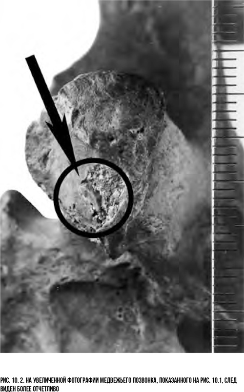 Иллюстрация к книге — Захватчики: Люди и собаки против неандертальцев [i_015.jpg]