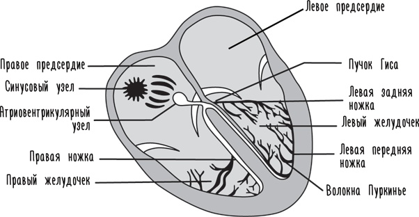 Иллюстрация к книге — Тук-тук, сердце! Как подружиться с самым неутомимым органом и что будет, если этого не сделать [i_015.jpg]