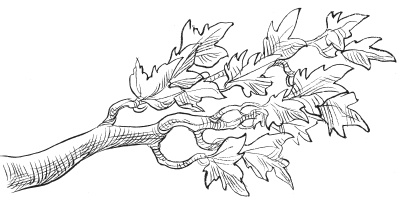 Иллюстрация к книге — Юная леди Гот и призрак мышонка [i_079.jpg]