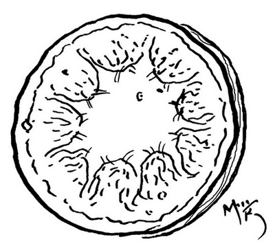 Иллюстрация к книге — Сказки сироты: Города монет и пряностей [i_017.jpg]