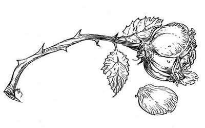 Иллюстрация к книге — Сказки сироты: Города монет и пряностей [i_019.jpg]