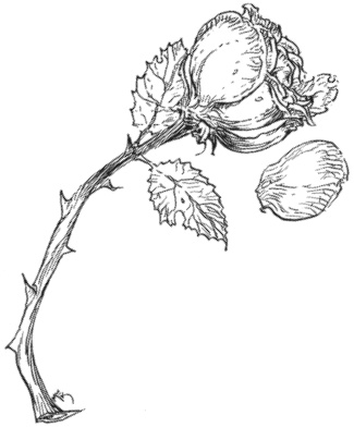 Иллюстрация к книге — Сказки сироты: Города монет и пряностей [i_044.jpg]