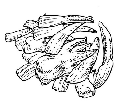 Иллюстрация к книге — Сказки сироты: Города монет и пряностей [i_100.jpg]