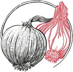 Иллюстрация к книге — Кухня по правилам и без. Что нужно знать, чтобы начать экспериментировать [i_014.jpg]