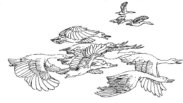 Иллюстрация к книге — В ночном саду [i_014.jpg]