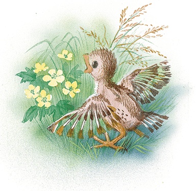 Иллюстрация к книге — Маруся спешит на помощь. Кошечка. Воробей (сборник) [i_039.jpg]