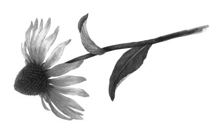 Иллюстрация к книге — Время желаний [i_044.jpg]