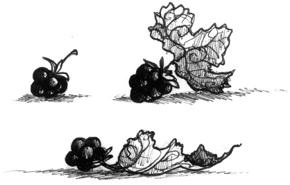 Иллюстрация к книге — Мальчик по имени Рождество [cludberries.jpg]