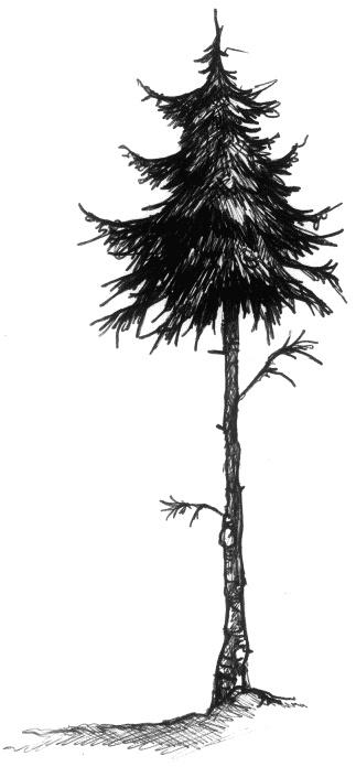 Иллюстрация к книге — Мальчик по имени Рождество [tree_e.jpg]