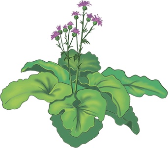 Иллюстрация к книге — Колдунья Варя летит на урагане! [i_003.jpg]