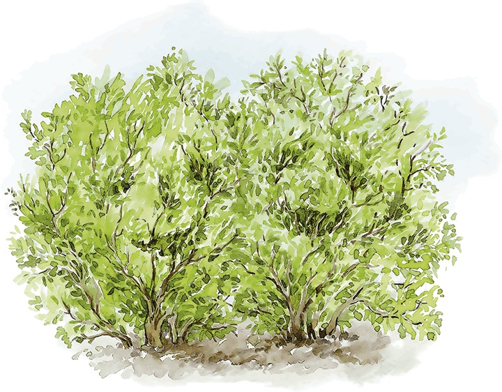 Иллюстрация к книге — Людмилка и Тим в сказочном саду [i_046.jpg]