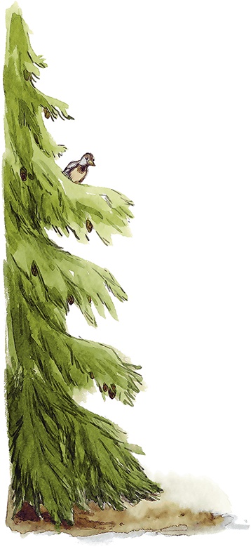 Иллюстрация к книге — Людмилка и Тим в сказочном саду [i_070.jpg]