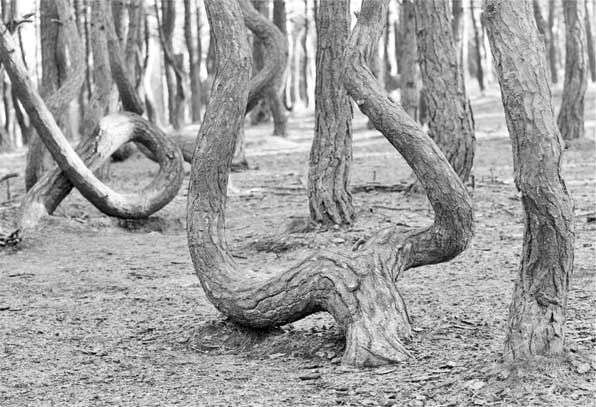 Иллюстрация к книге — Загадки цивилизаций [i_030.jpg]