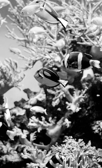 Иллюстрация к книге — Блеск и нищета 90-х [i_030.jpg]