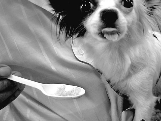 Иллюстрация к книге — Моя жизнь - сыроедение. Книга реальных историй и рецептов [img_36.jpg]