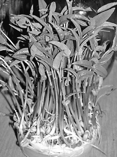 Иллюстрация к книге — Моя жизнь - сыроедение. Книга реальных историй и рецептов [img_37.jpg]