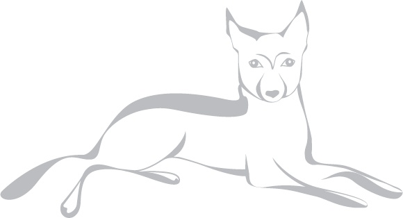 Иллюстрация к книге — Кошки, собаки и… другие люди. Невыдуманные истории спасения [_18.jpg]