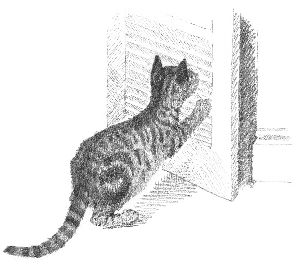 Иллюстрация к книге — Котенок Звездочка, или Двойной сюрприз [i_024.jpg]