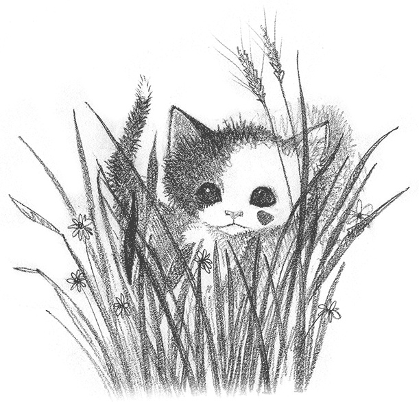 Иллюстрация к книге — Котенок Кэтти, или Секрет в шкафу [i_001.jpg]