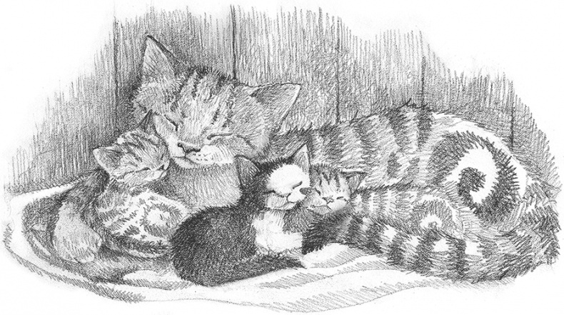 Иллюстрация к книге — Котенок Кэтти, или Секрет в шкафу [i_007.jpg]