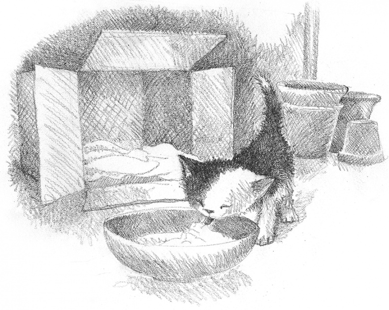 Иллюстрация к книге — Котенок Кэтти, или Секрет в шкафу [i_021.jpg]