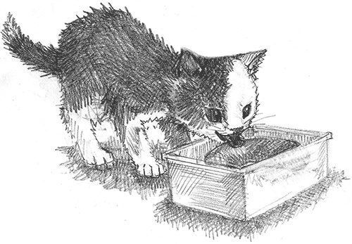 Иллюстрация к книге — Котенок Кэтти, или Секрет в шкафу [i_025.jpg]