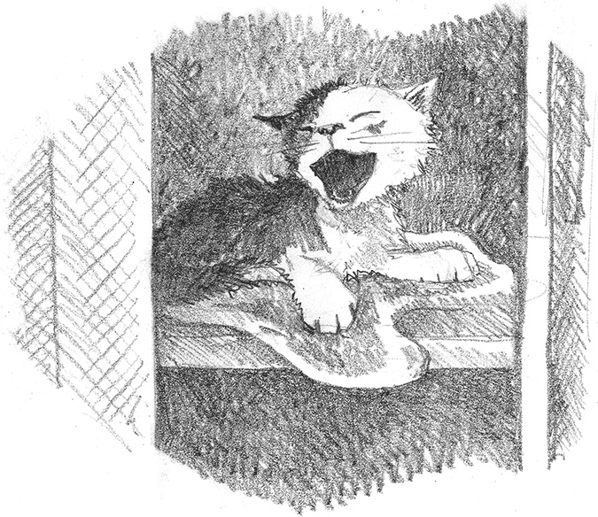 Иллюстрация к книге — Котенок Кэтти, или Секрет в шкафу [i_028.jpg]