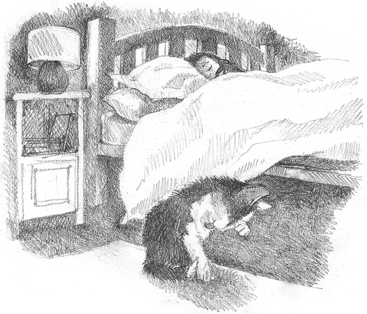 Иллюстрация к книге — Котенок Кэтти, или Секрет в шкафу [i_030.jpg]