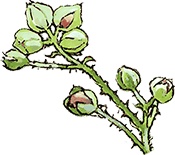 Иллюстрация к книге — Сказки и истории Ежевичной поляны (сборник) [i_192.jpg]