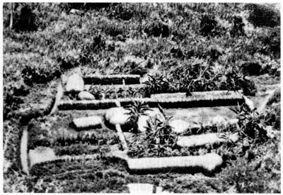 Иллюстрация к книге — Затерянные в Шангри-Ла [i_008.jpg]