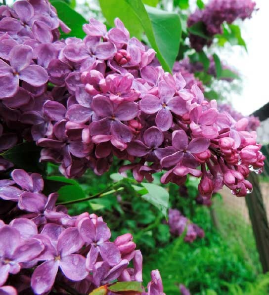 Иллюстрация к книге — За миг до откровения [i_001.jpg]