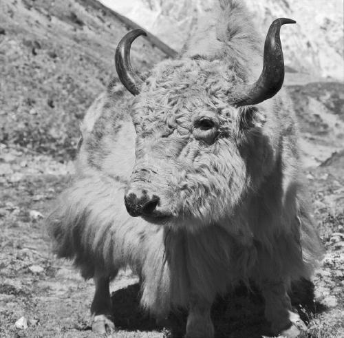 Иллюстрация к книге — Эверест. Кому и за что мстит гора? [_085.jpg]